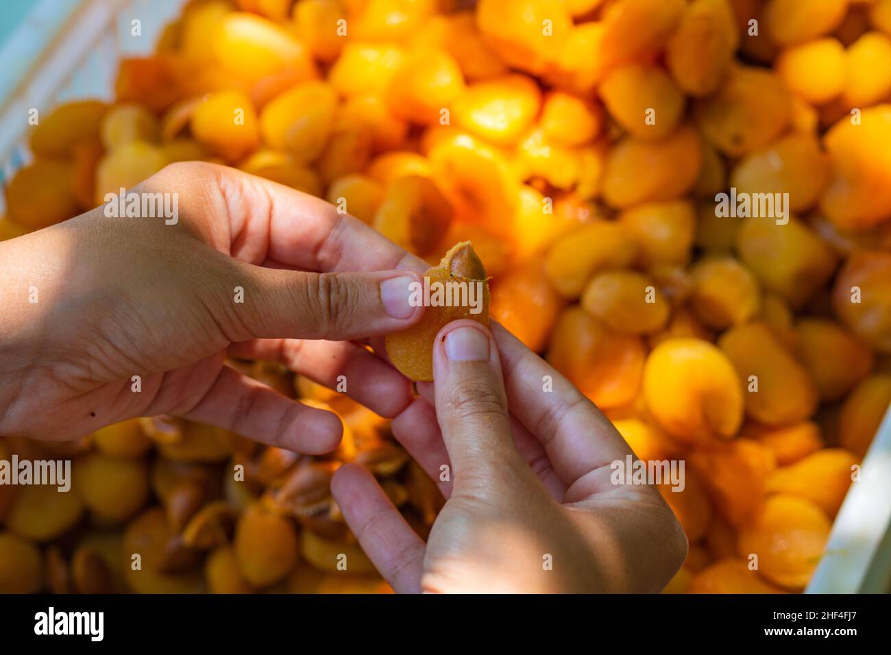 Herstellung von getrockneten Aprikosen. Frau extrahiert den Samen zum Trocknen der Aprikose. Stockfoto