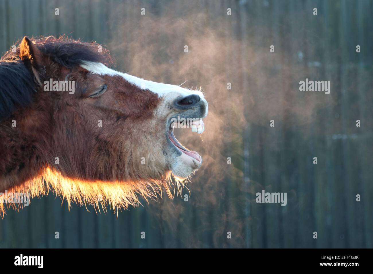 Pferd lacht an einem kalten Morgen mit sichtbarem Atem Stockfoto