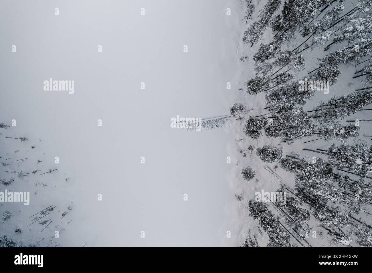 Im Winter ein im Schnee fallierter Baum in einem Teich. Drohnenansicht. Stockfoto