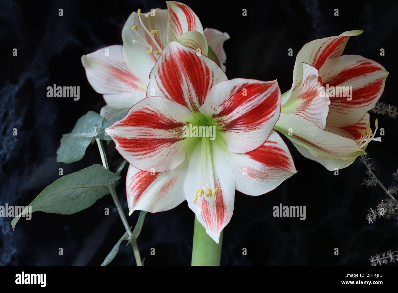 Red Lily Flower Stamens Large Stockfotos und -bilder Kaufen - Alamy