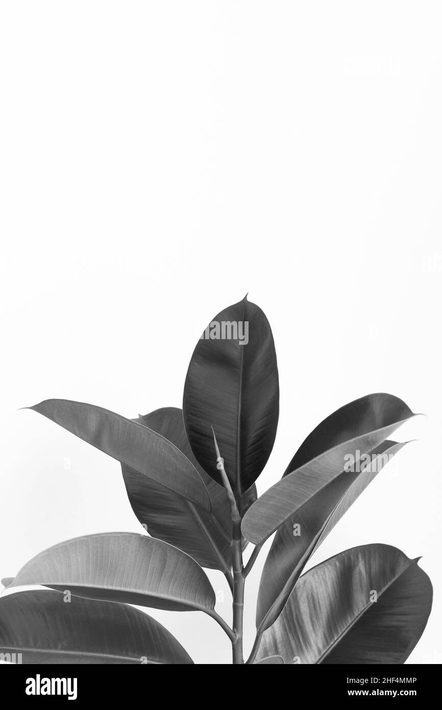 Ficus robusta isoliert auf weißem Hintergrund mit Kopierraum; monochrom; Karte; Pflanzenkonzept Stockfoto