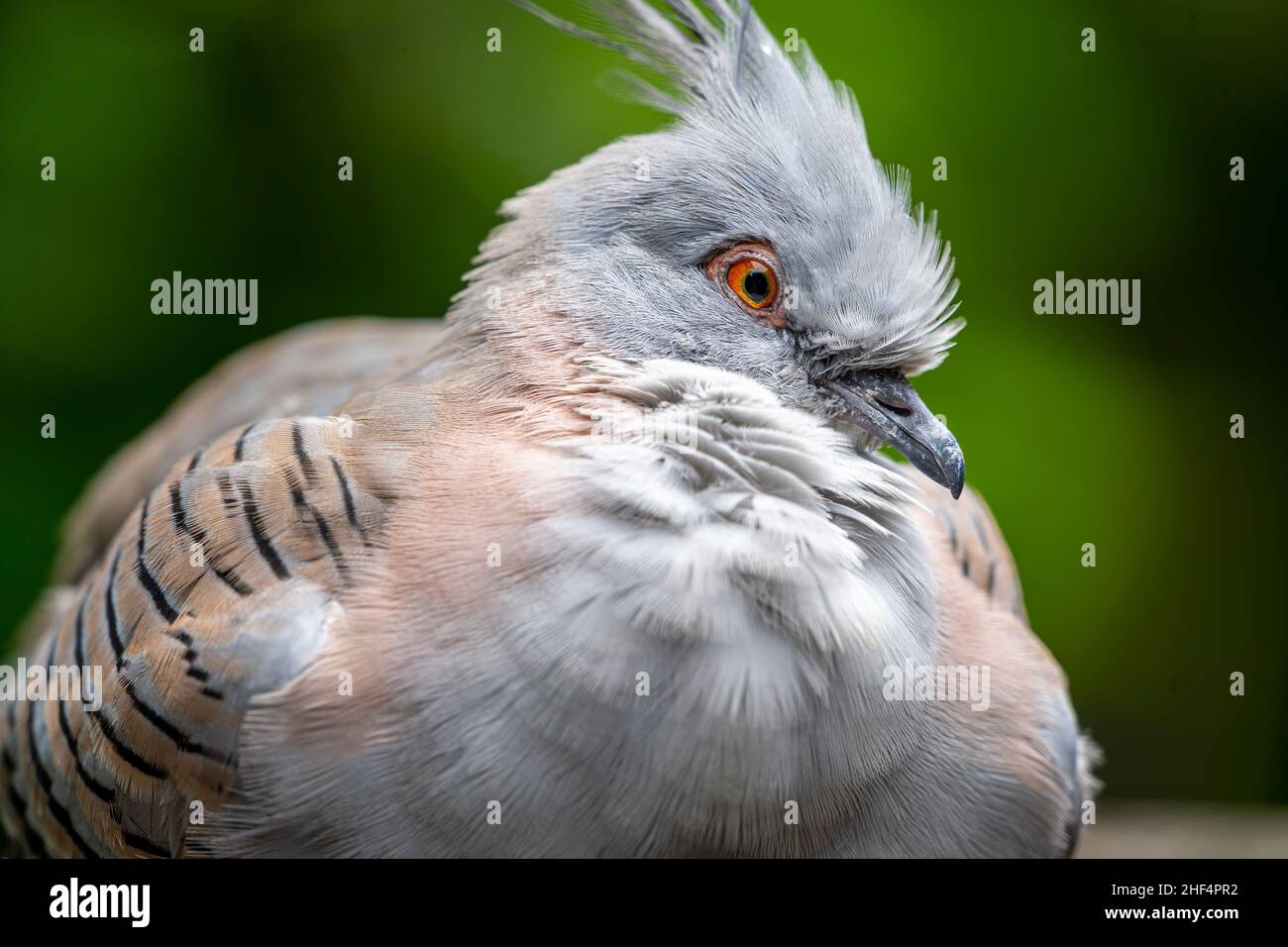 Crested Taube (Ocyphaps Lophotes) Stockfoto