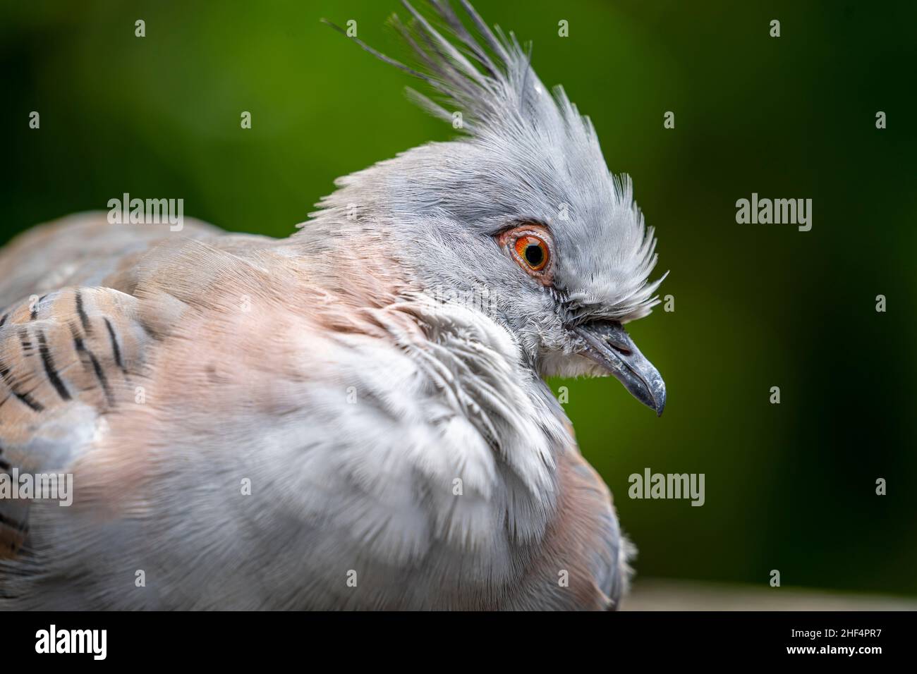 Crested Taube (Ocyphaps Lophotes) Stockfoto