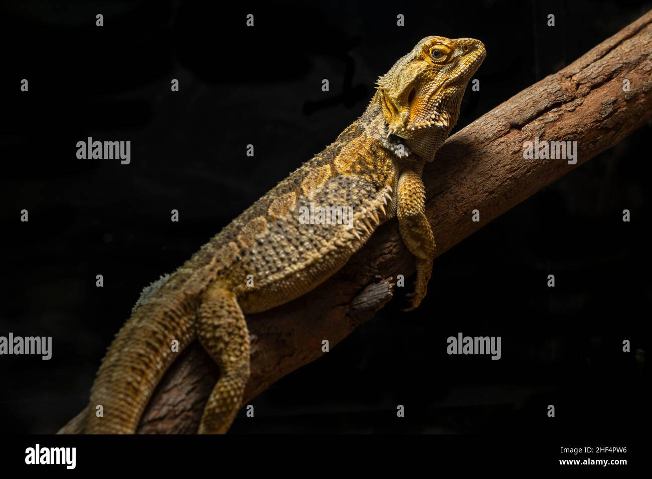 Östlicher Bartdrache (Pogona barbata), der auf dem Baumstamm liegt Stockfoto