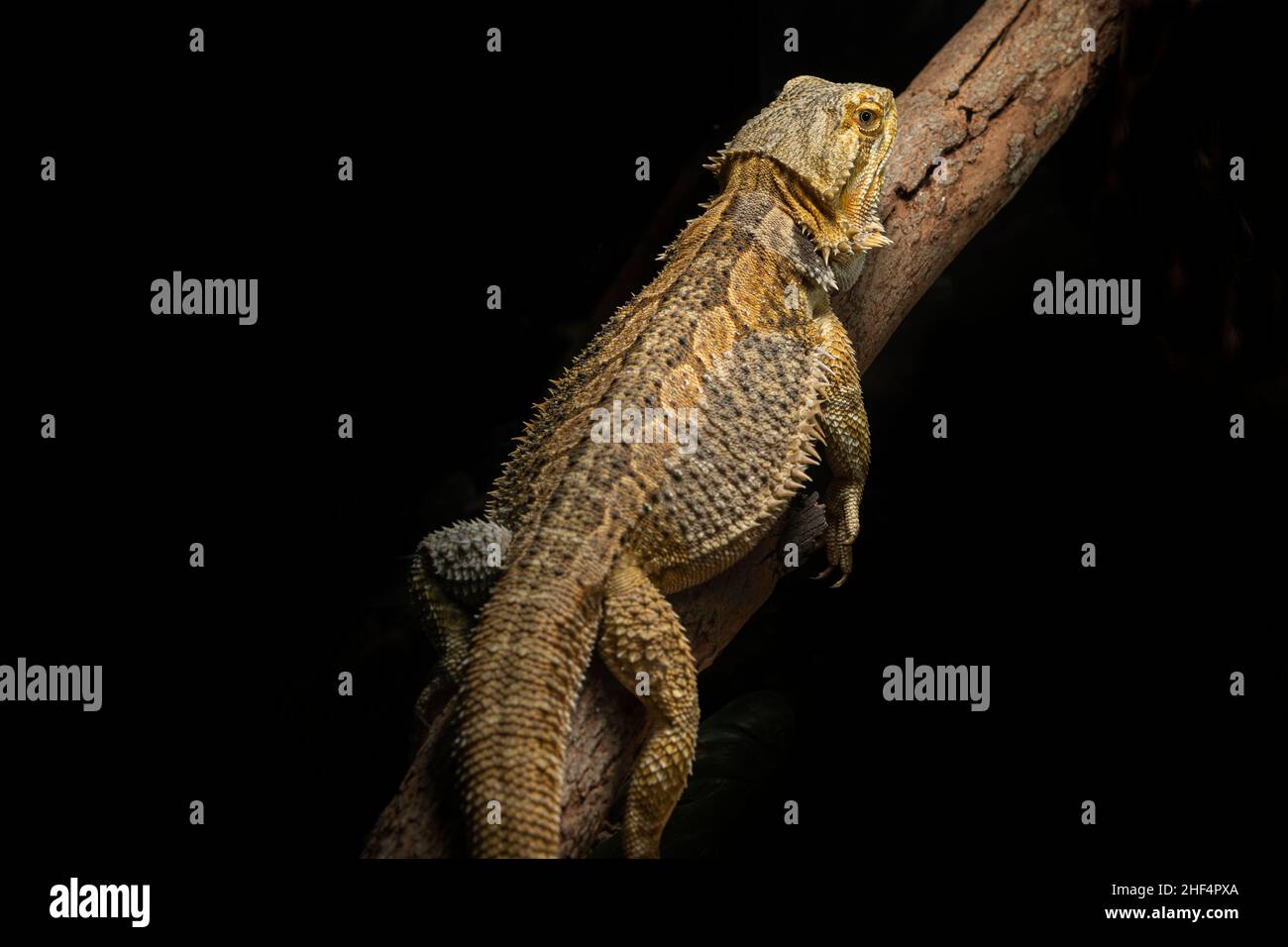 Östlicher Bartdrache (Pogona barbata), der auf dem Baumstamm liegt Stockfoto