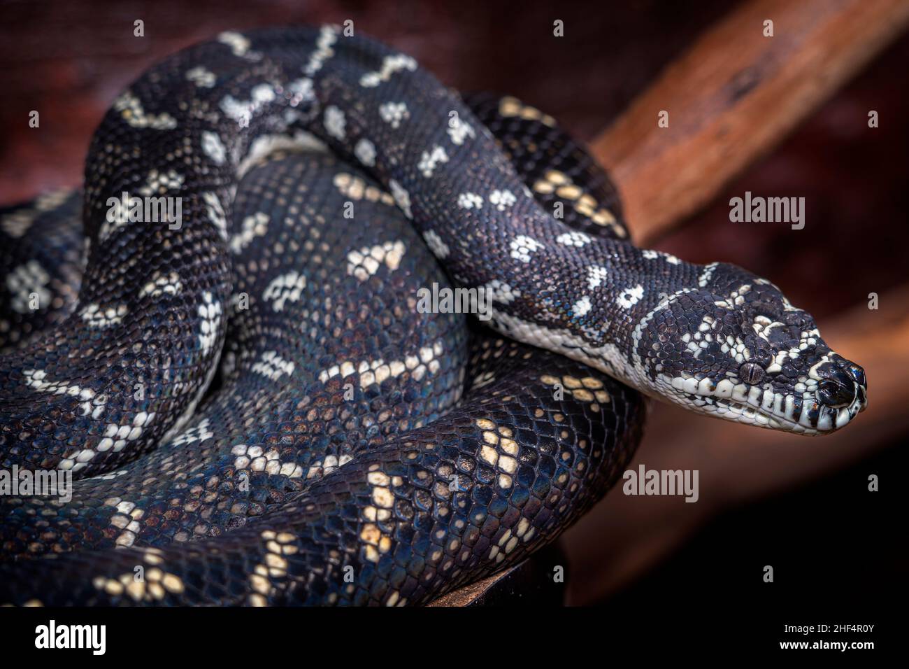 Nahaufnahme von Diamond Carpet Python (Morelia spilota) Stockfoto