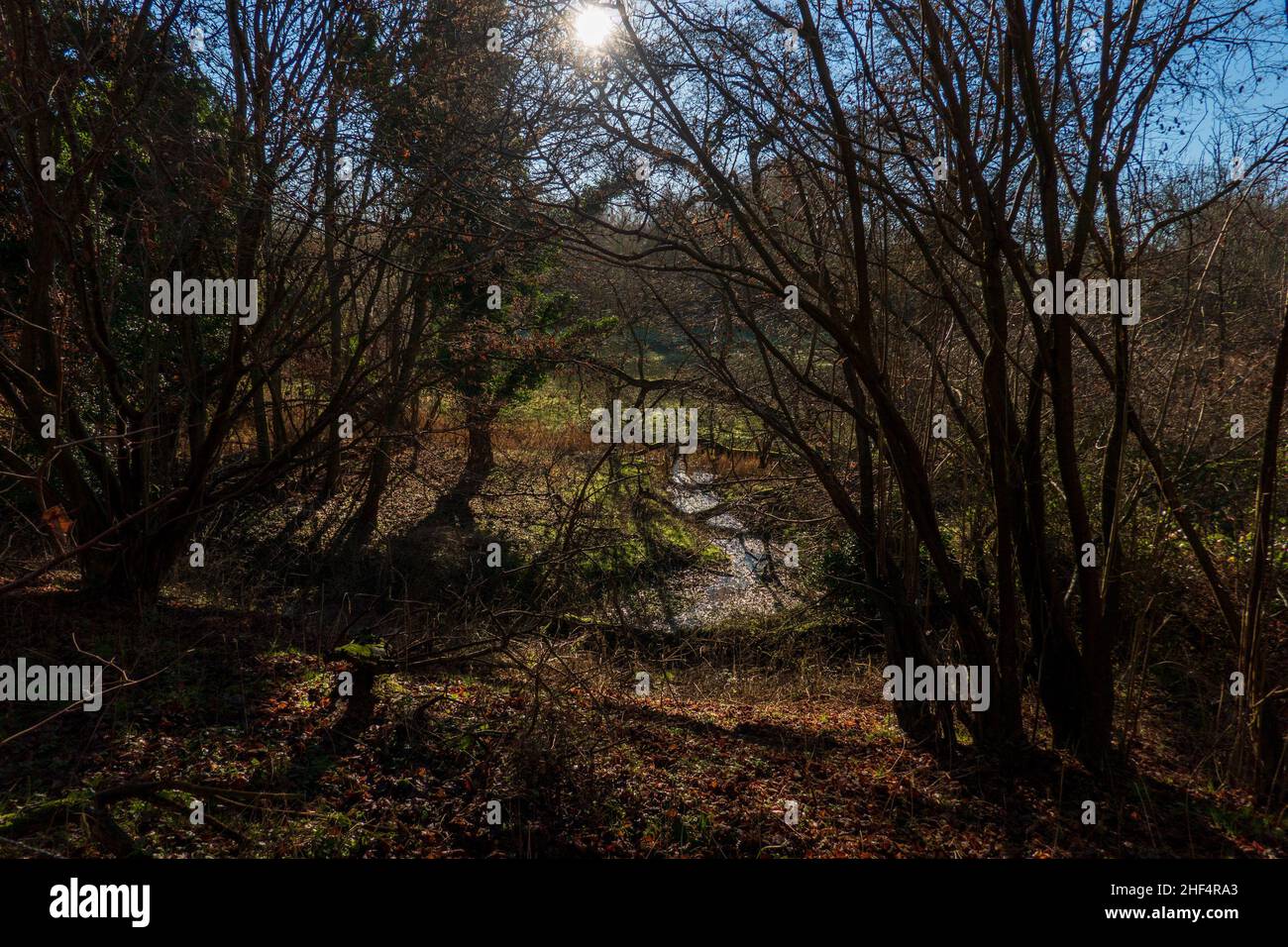 Newborne Springs Nature Reserve Stockfoto