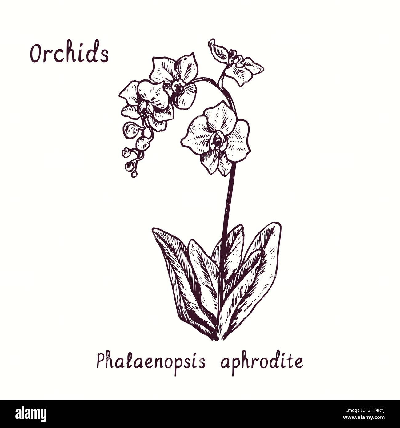 Phalaenopsis aphrodite Orchidee Orchideen Blumensammlung. Tusche schwarz-weiße Doodle-Zeichnung im Holzschnitt-Stil mit Inschrift. Stockfoto