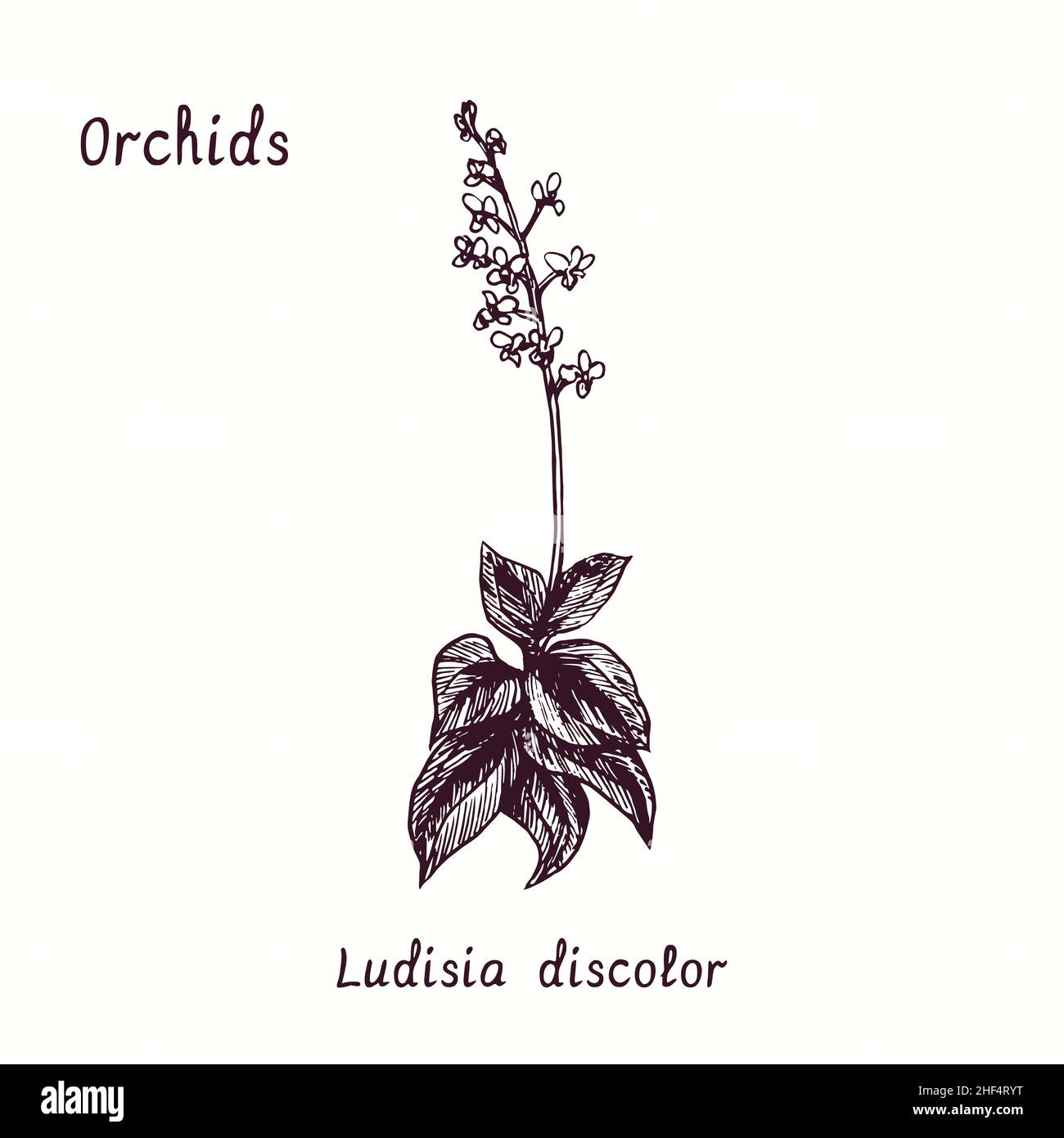 Ludisia discolor (Jewel Orchid) Orchideen Blume Sammlung. Tusche schwarz-weiße Doodle-Zeichnung im Holzschnitt-Stil mit Inschrift. Stockfoto