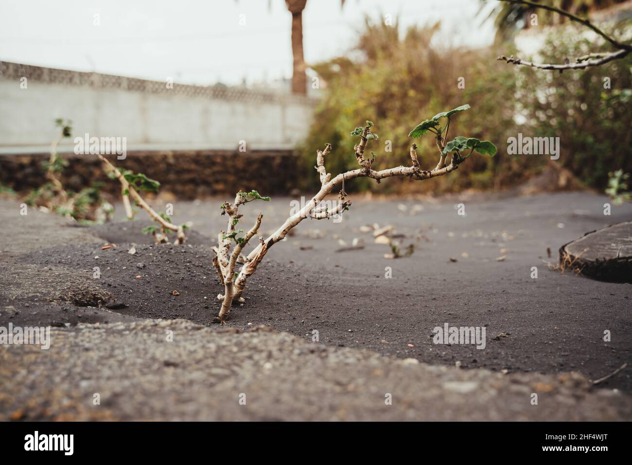 Garten voller Vulkanasche Stockfoto