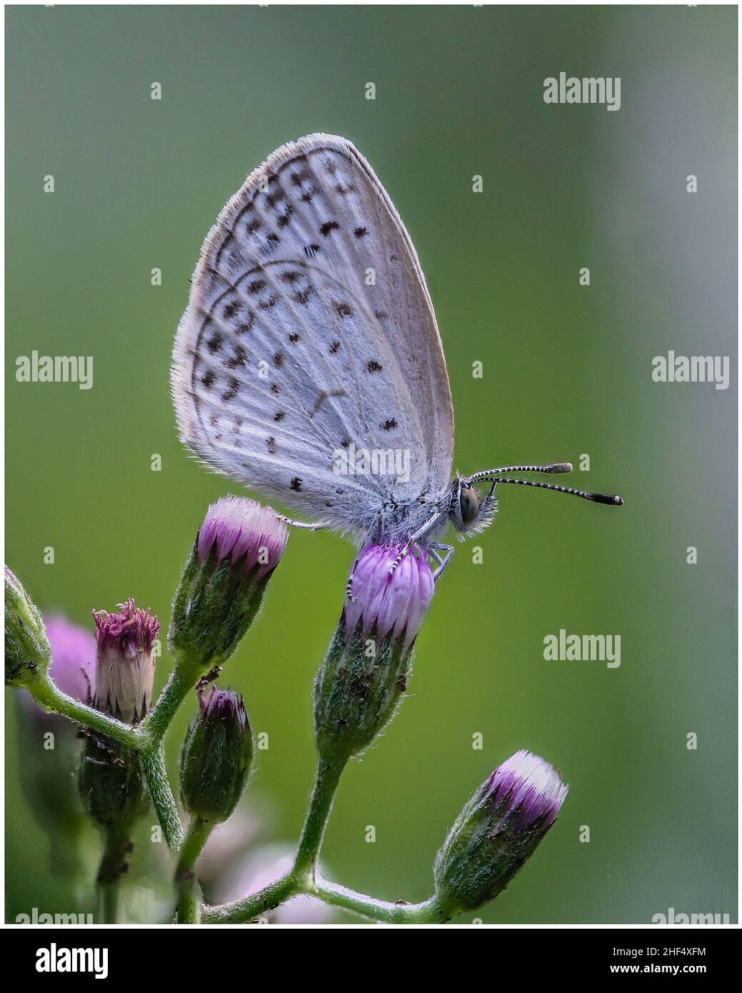 Wunderschöne Schmetterlinge in einem Park in Ho Chi Minh City Stockfoto