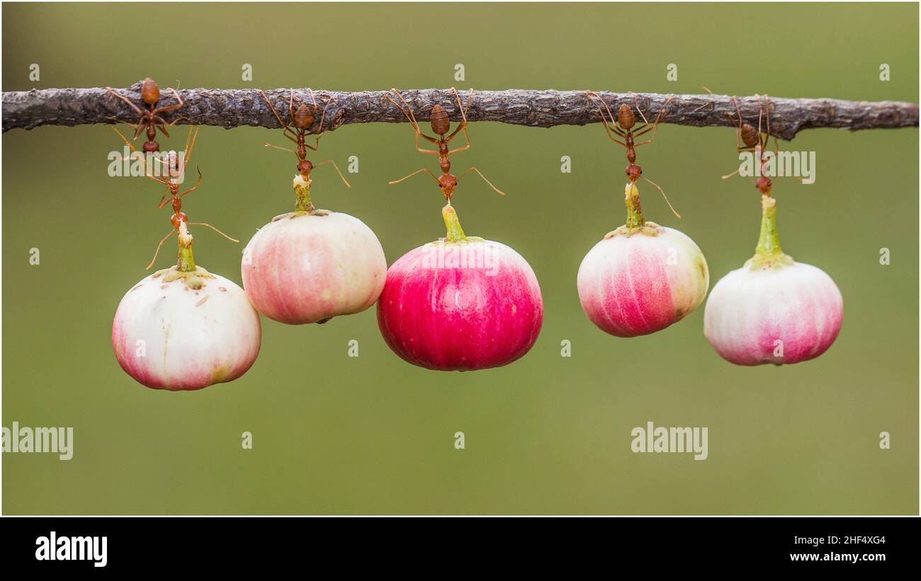 Fleißigende Ameisen in einem Park in Ho-Chi-Minh-Stadt, Vietnam Stockfoto