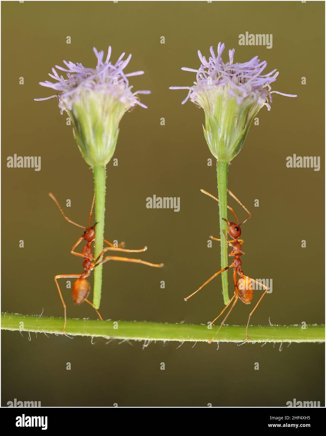 Schöne Ameisen in einem Park in Ho Chi Minh City Stockfoto