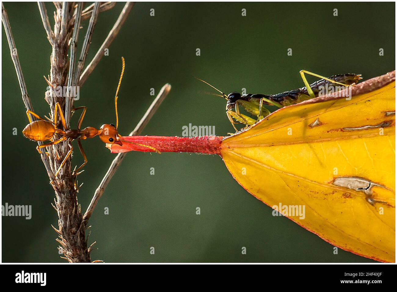 Schöne Ameisen in einem Park in Ho Chi Minh City Stockfoto