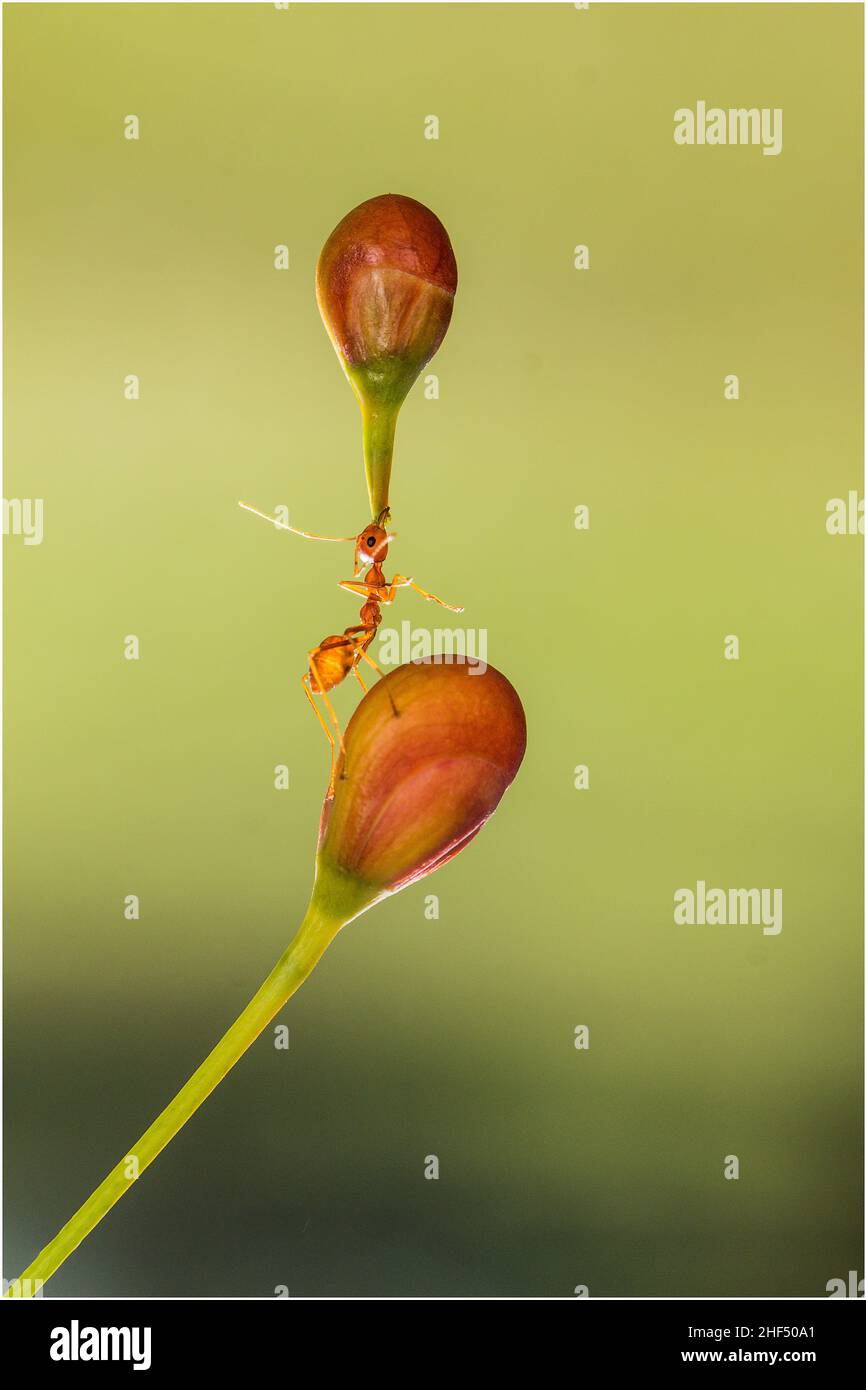 Schöne Ameisen in einem Park in Ho Chi Minh City Stockfoto