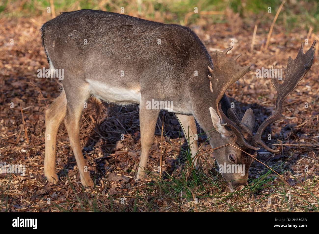 Damwild Buck grasen in Waldlandschaft. Stockfoto