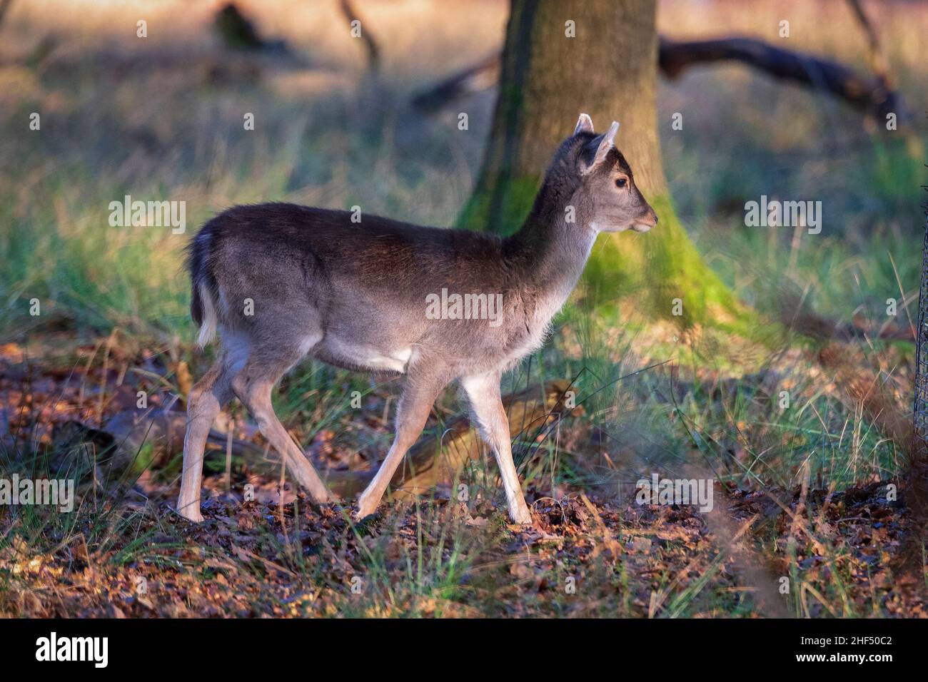 Junge Damhirsche Hinterhand in Waldlandschaft. Stockfoto