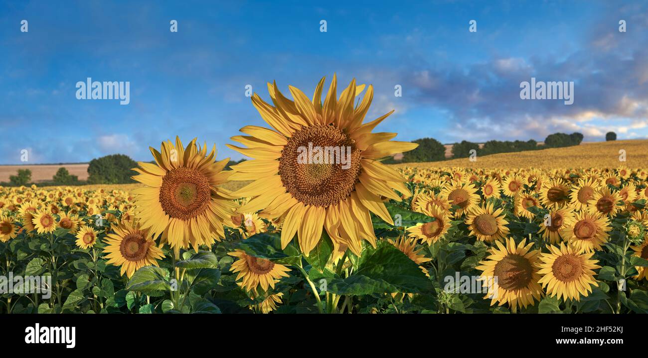 Sonnenblumenköpfe blühen in einem Sonnenblumenfeld in der frühmorgenden Sonne (Helianthus Annus). Öffnen Sie gelbe Sonnenblumenköpfe in einem Loire-Feld. Stockfoto