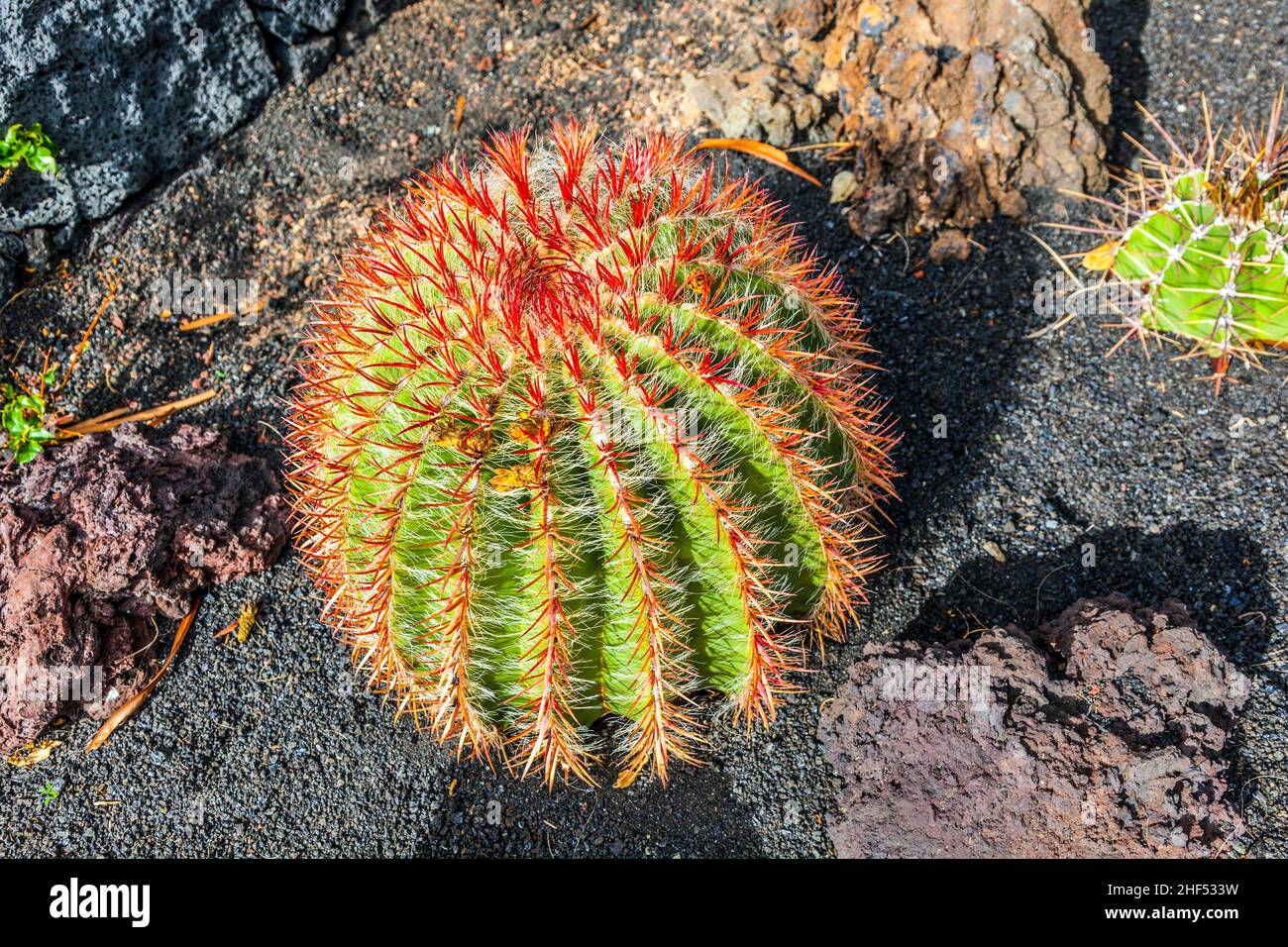 Kaktus auf der Insel Lanzarote, Spanien Echinocactus grusonii (Goldener Barrel-Kaktus, Kissen der Schwiegermutter) Stockfoto