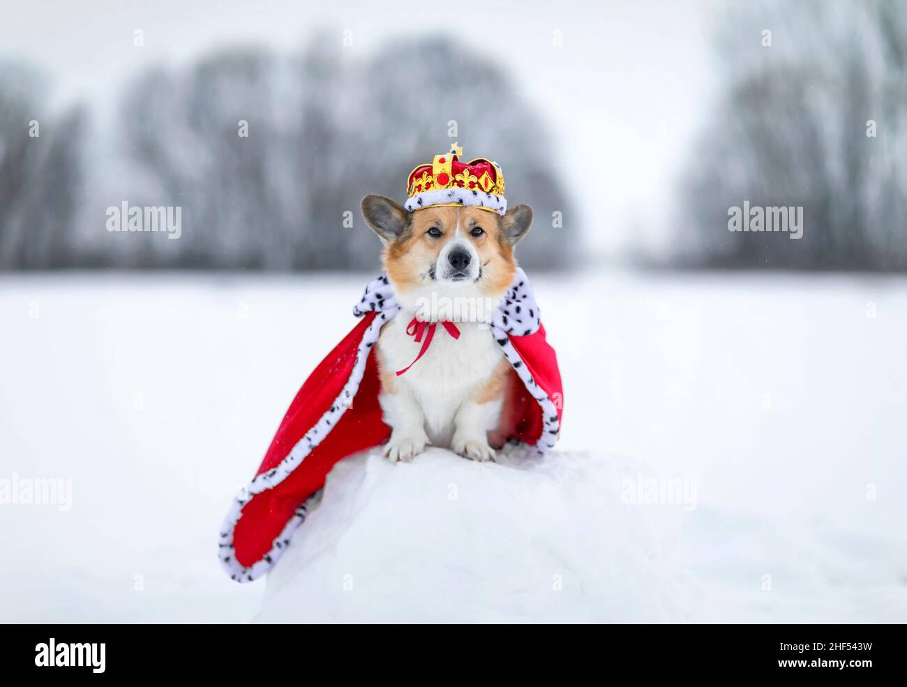 Porträt eines charmanten Corgi-Hundes in königlicher Krone und rotem Mantel Stockfoto