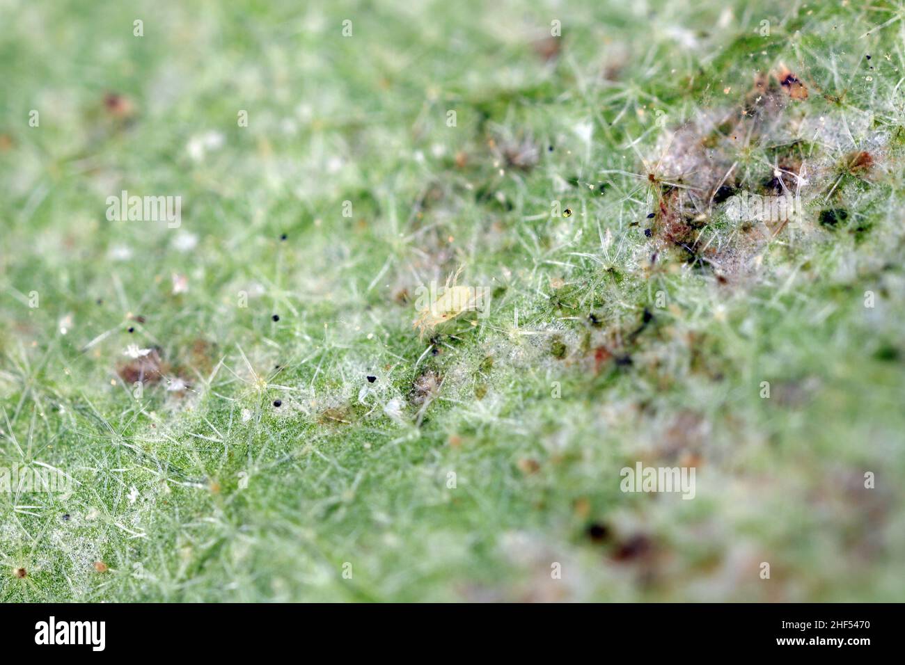 Zweifleckige Spinnmilbe Tetranychus urticae auf der Unterseite des Blattes. Es ist ein gefährlicher Schädling von Pflanzen. Stockfoto