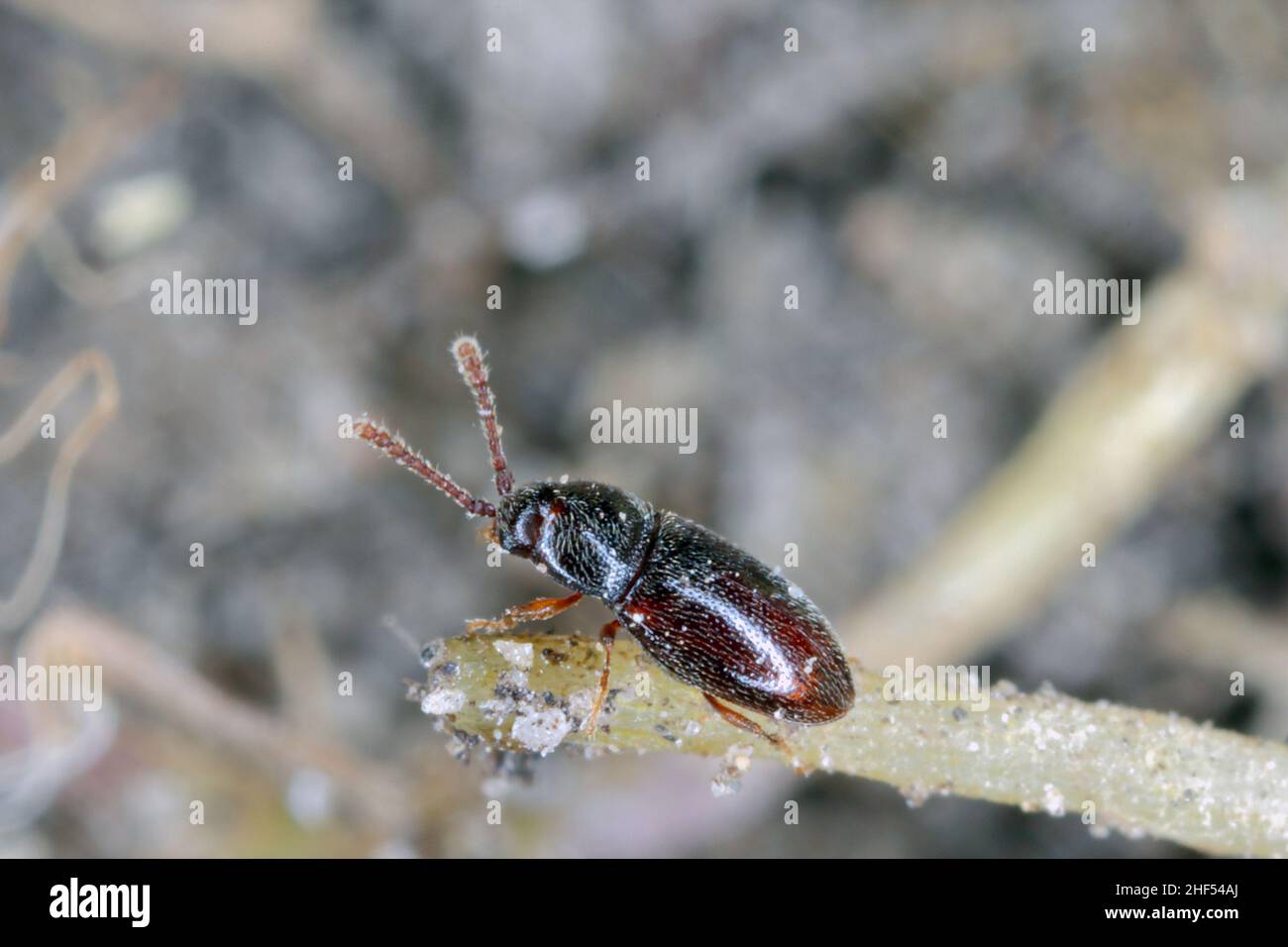 Pygmäenkäfer mangold - Atomaria linearis an der Wurzel von Zuckerrüben. Es handelt sich um eine gefährliche Schädlingsbefall der Rüben kurz nach der Aussaat. Stockfoto