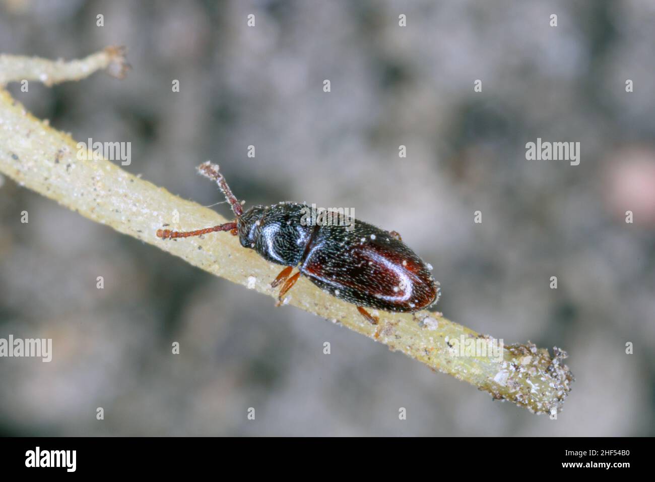 Pygmäenkäfer mangold - Atomaria linearis an der Wurzel von Zuckerrüben. Es handelt sich um eine gefährliche Schädlingsbefall der Rüben kurz nach der Aussaat. Stockfoto