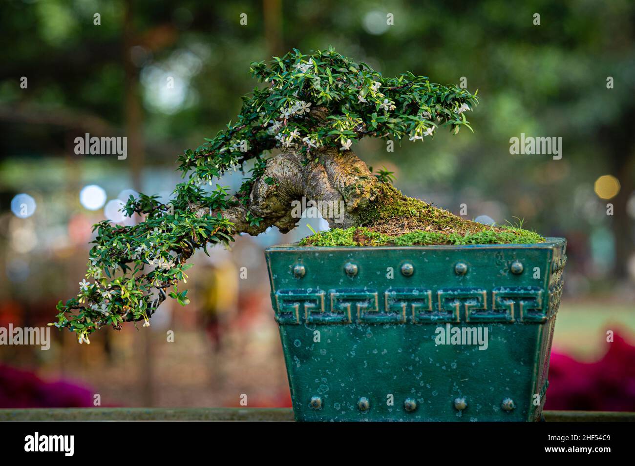Wunderschöne Bonsai-Töpfe im Park von Ho Chi Minh City Stockfoto