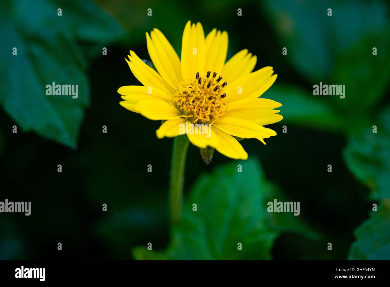 Im Park wachsen Wildblumen Stockfoto