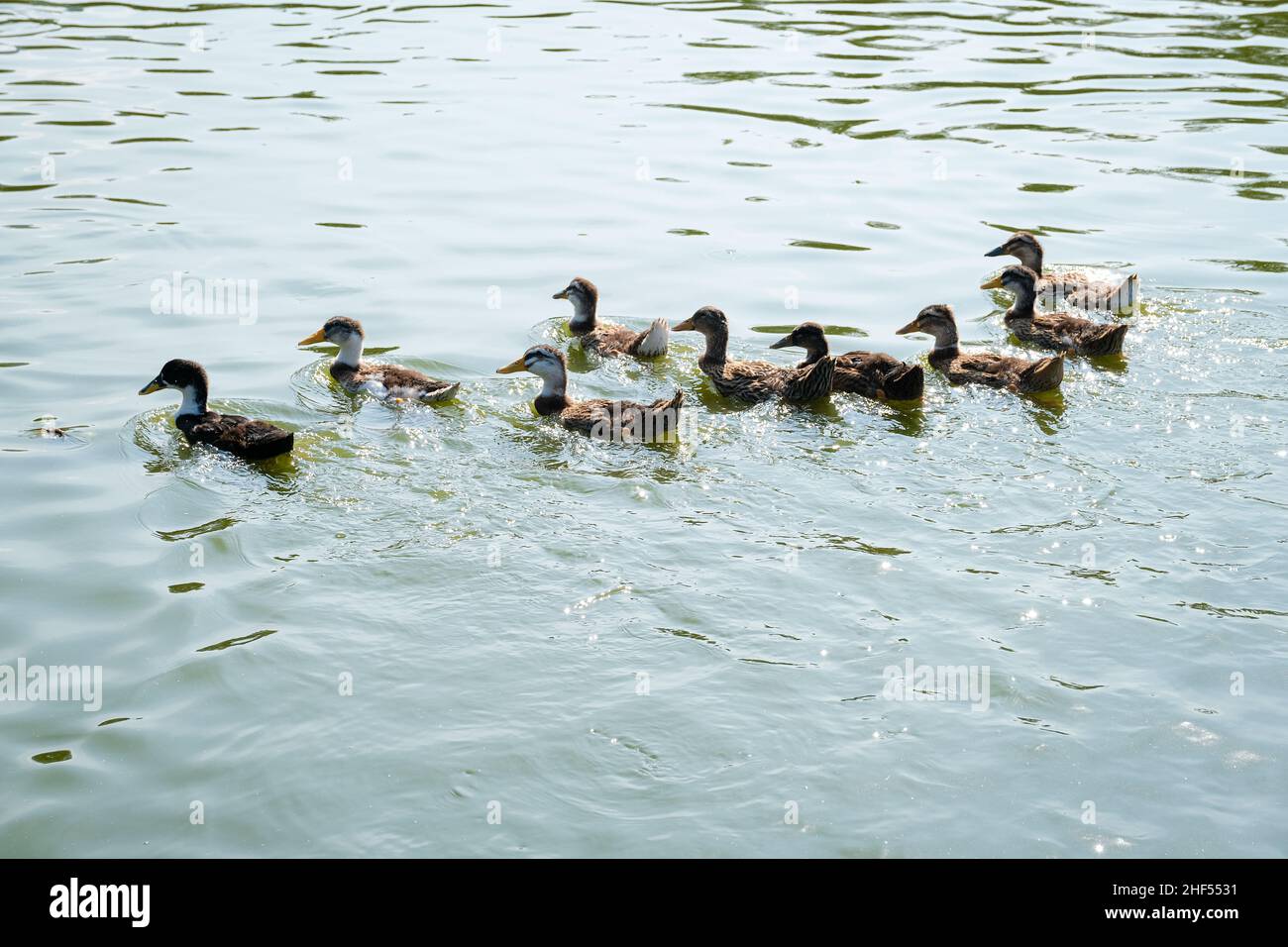 Die Ente gehört zu den Haustieren, die uns sehr vertraut sind, vor allem Bauern Stockfoto