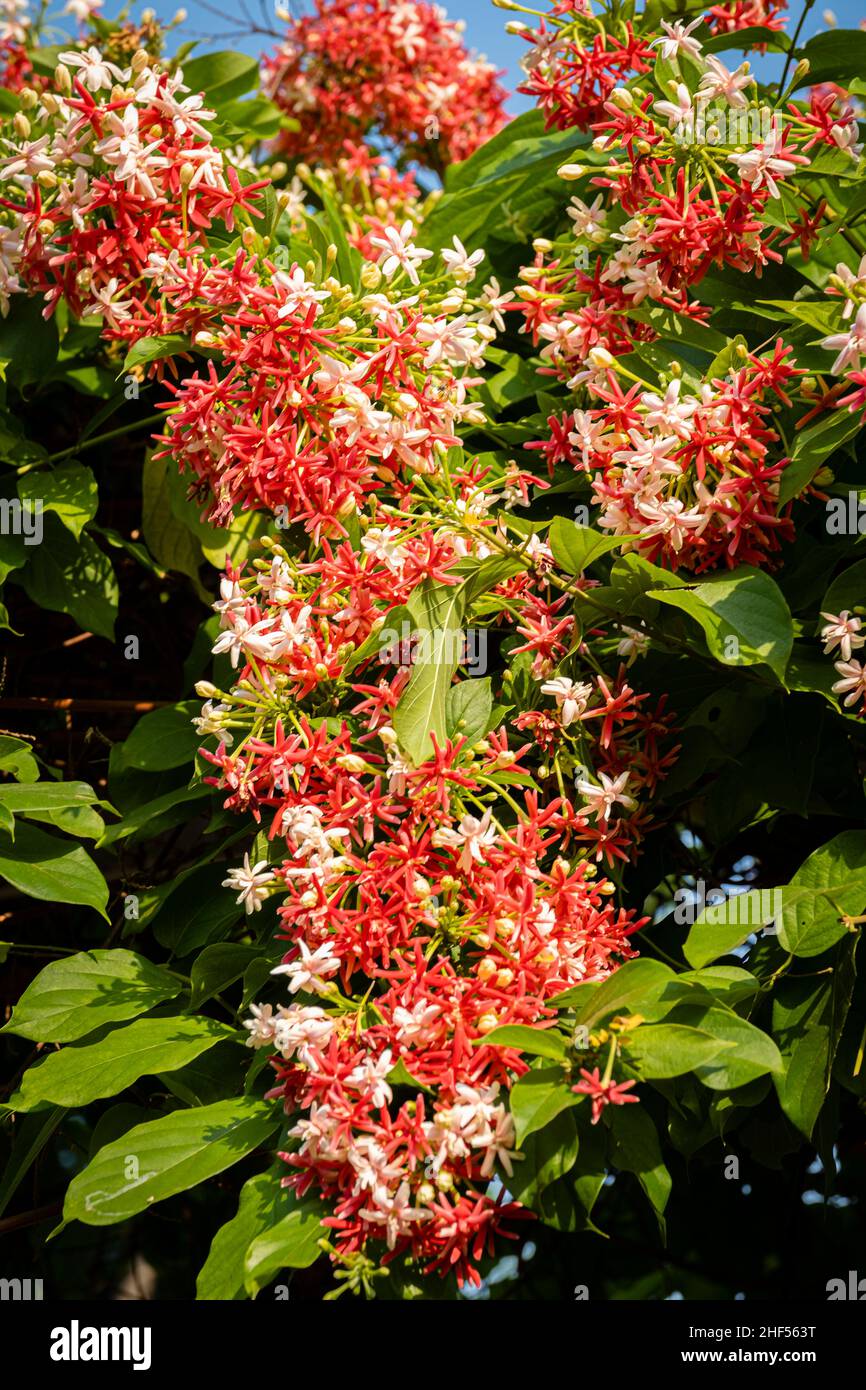 Die Blume des Prinzen, auch bekannt als der Helminth, ist ein Baum des Kletterstiels. Der Baum bringt viele bunte Blumen und sehr falsche Blüten hervor Stockfoto