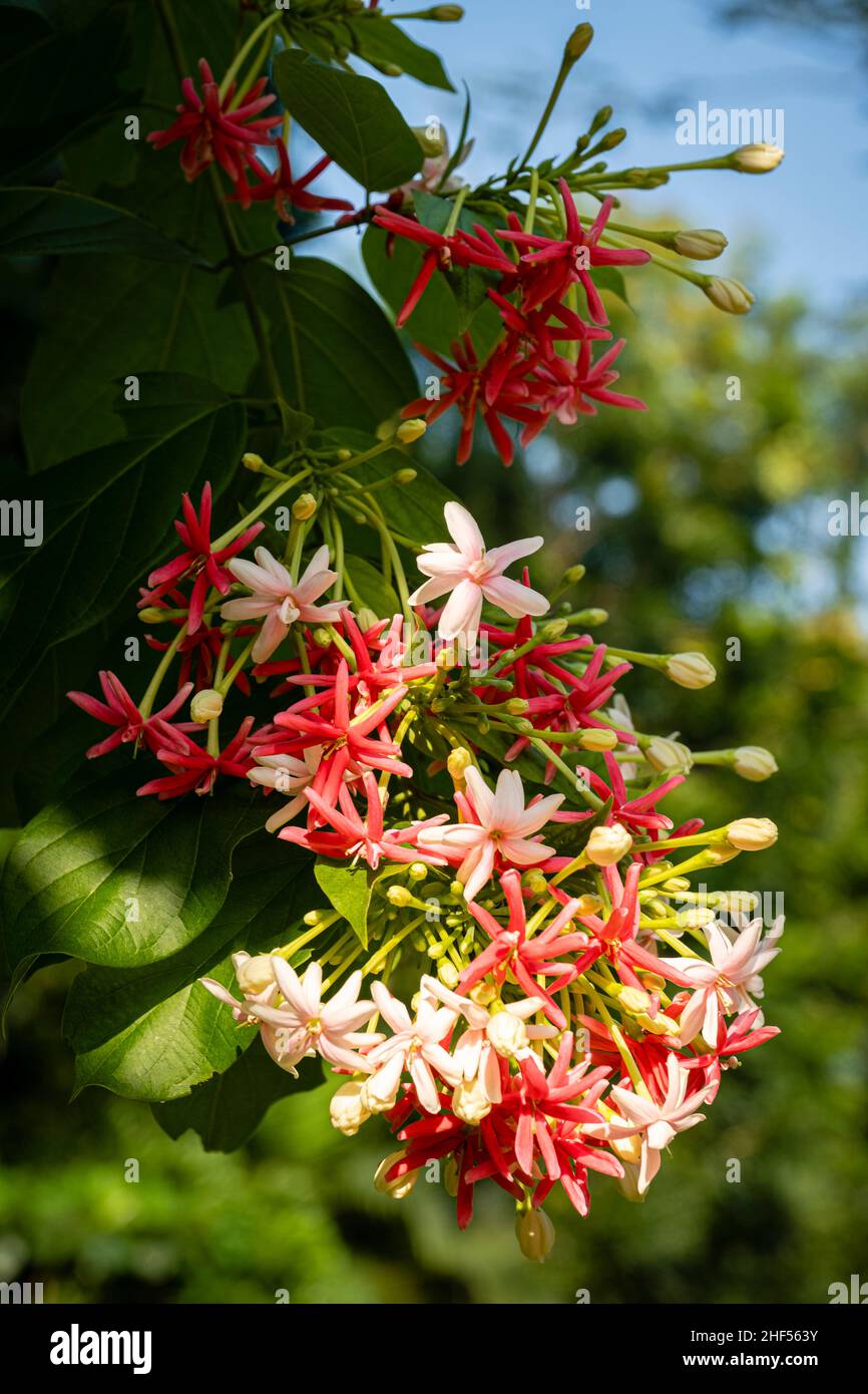 Die Blume des Prinzen, auch bekannt als der Helminth, ist ein Baum des Kletterstiels. Der Baum bringt viele bunte Blumen und sehr falsche Blüten hervor Stockfoto