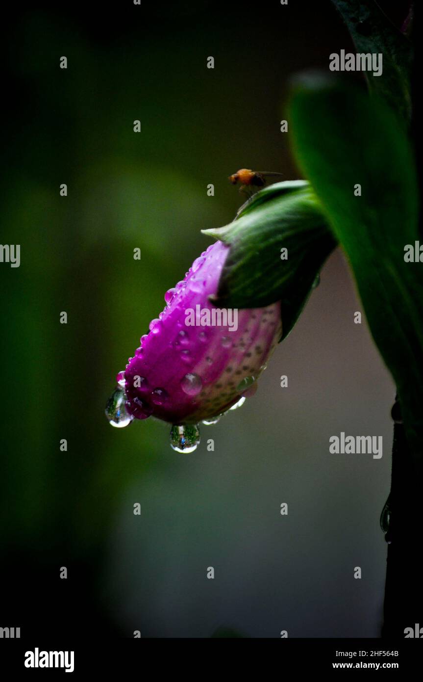 Nahaufnahme einer Füchshandschuhblume (Digitalis) mit Wassertröpfchen auf ihr vom Regen Stockfoto