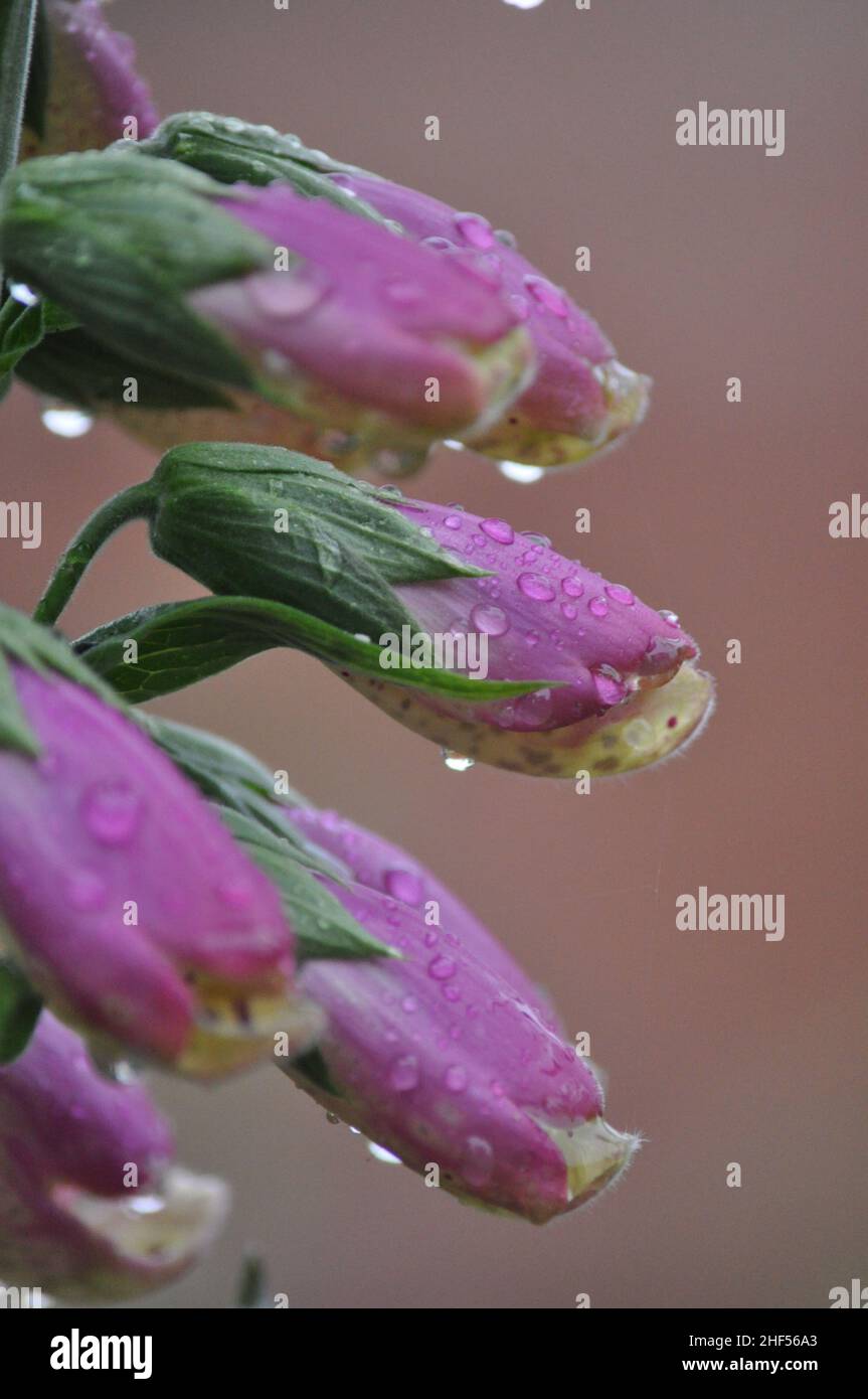 Nahaufnahme einer Füchshandschuhblume (Digitalis) mit Wassertröpfchen auf ihr vom Regen Stockfoto