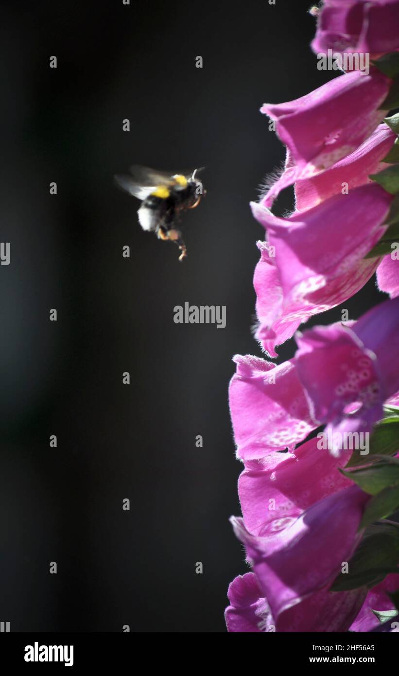 Eine Nahaufnahme von Foxglove-Blumen (Digitails), die in einem Garten in East Yorkshire, England, entdeckt wurden, während sich eine Biene einer Blume nähert. Stockfoto