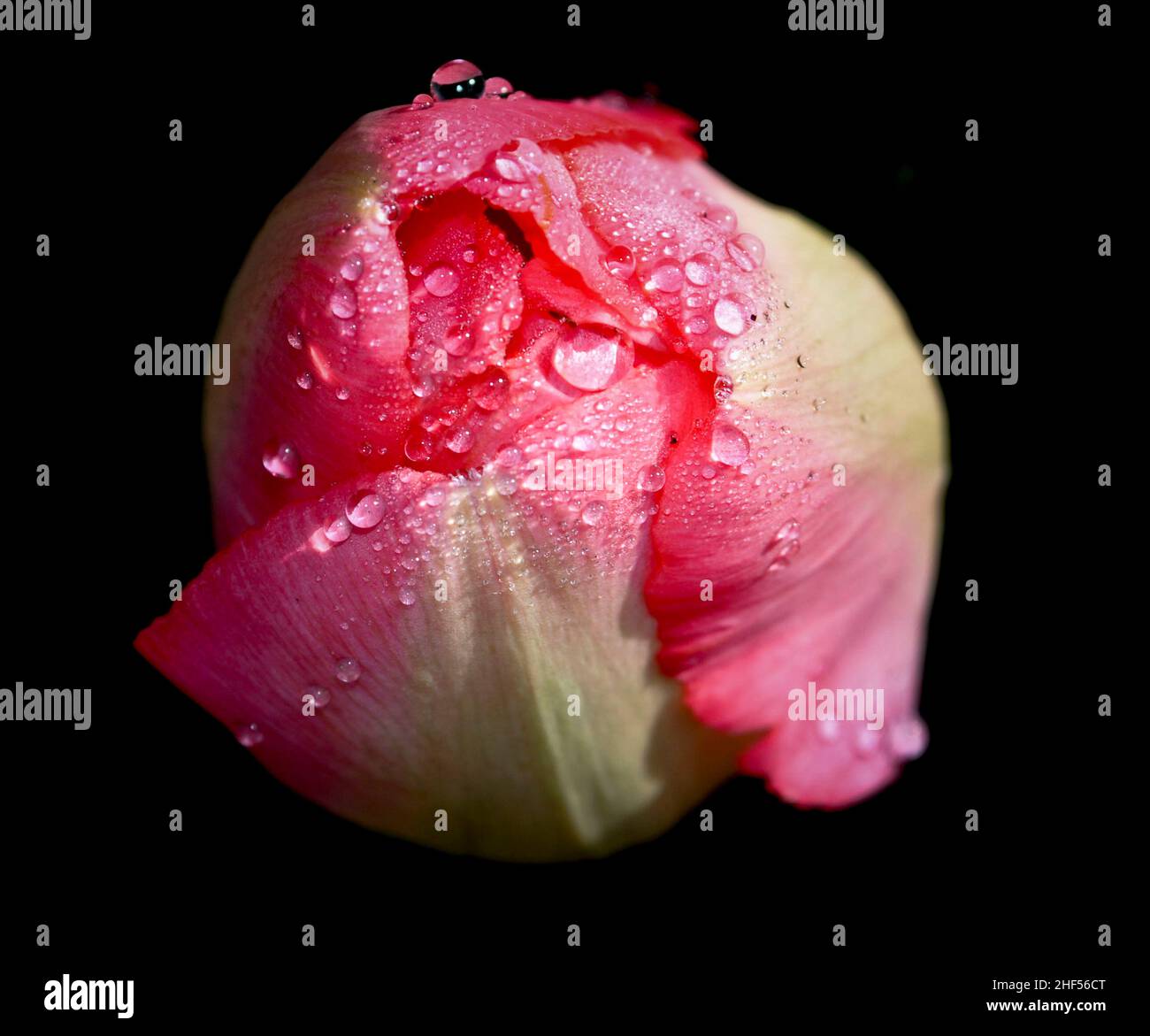 Eine rosa und cremefarbene Tulpenknospe mit Wassertropfen von Frühlingsregen auf einem schwarzen Hintergrund als Studioaufnahme Stockfoto