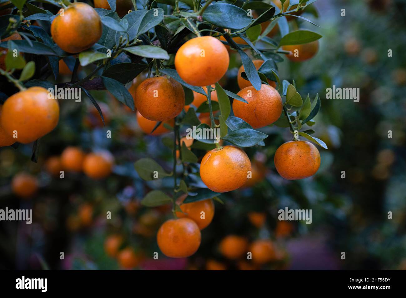 Der Krake-Baum ist ein ornamentaler Obstbaum, ein kleiner holztiger Baum. Der Baum kann im Freien oder als Bonsai-Baum angebaut werden. Stockfoto