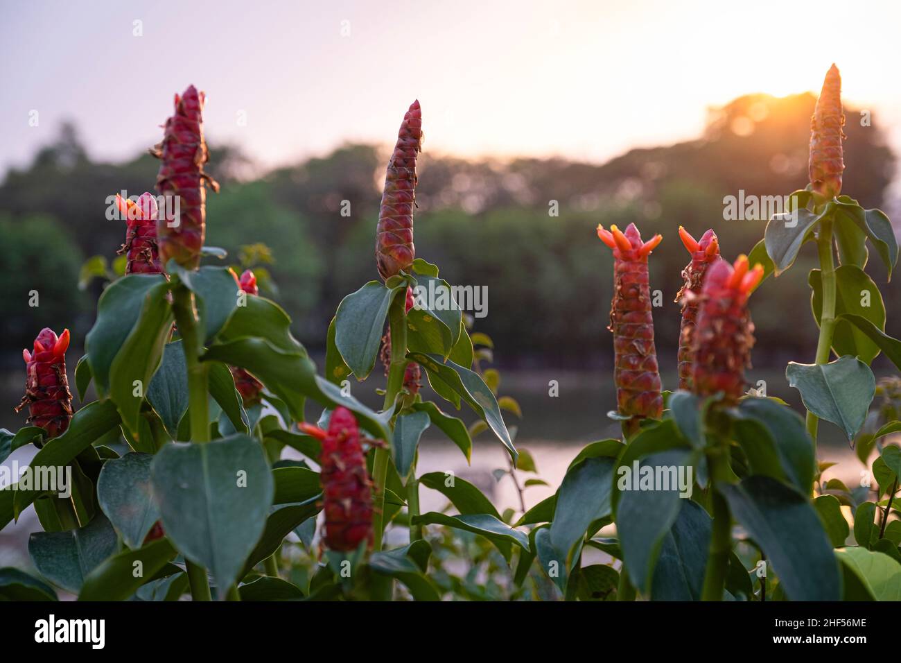 Alpinia purpurata im garten Fotos und Bildmaterial in hoher Auflösung