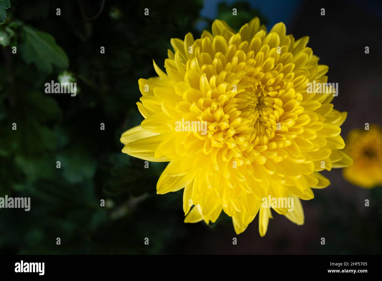 Die gelbe Chrysantheme ist auch ein Symbol für Wärme, Glück und Wiedervereinigung Stockfoto