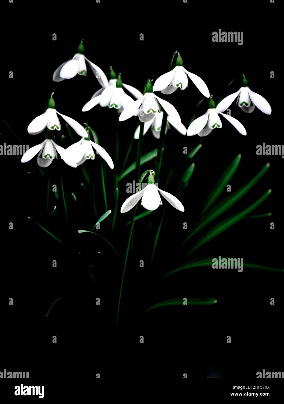 Ein Schneeglöckchen (Galanthus-Schneeglöckchen), die im Frühjahr weit geöffnet sind und vor schwarzem Hintergrund stehen Stockfoto