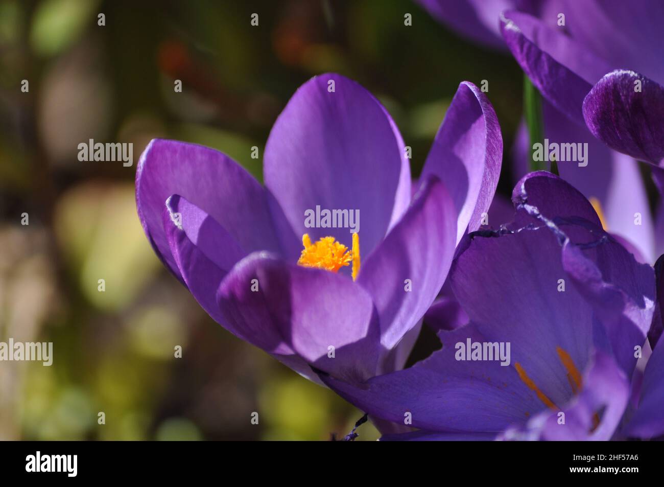 Eine Sammlung violetter Krokusblüten (Krokudear) mit geöffneten Blütenblättern, die im Frühling in einem Garten wachsen Stockfoto