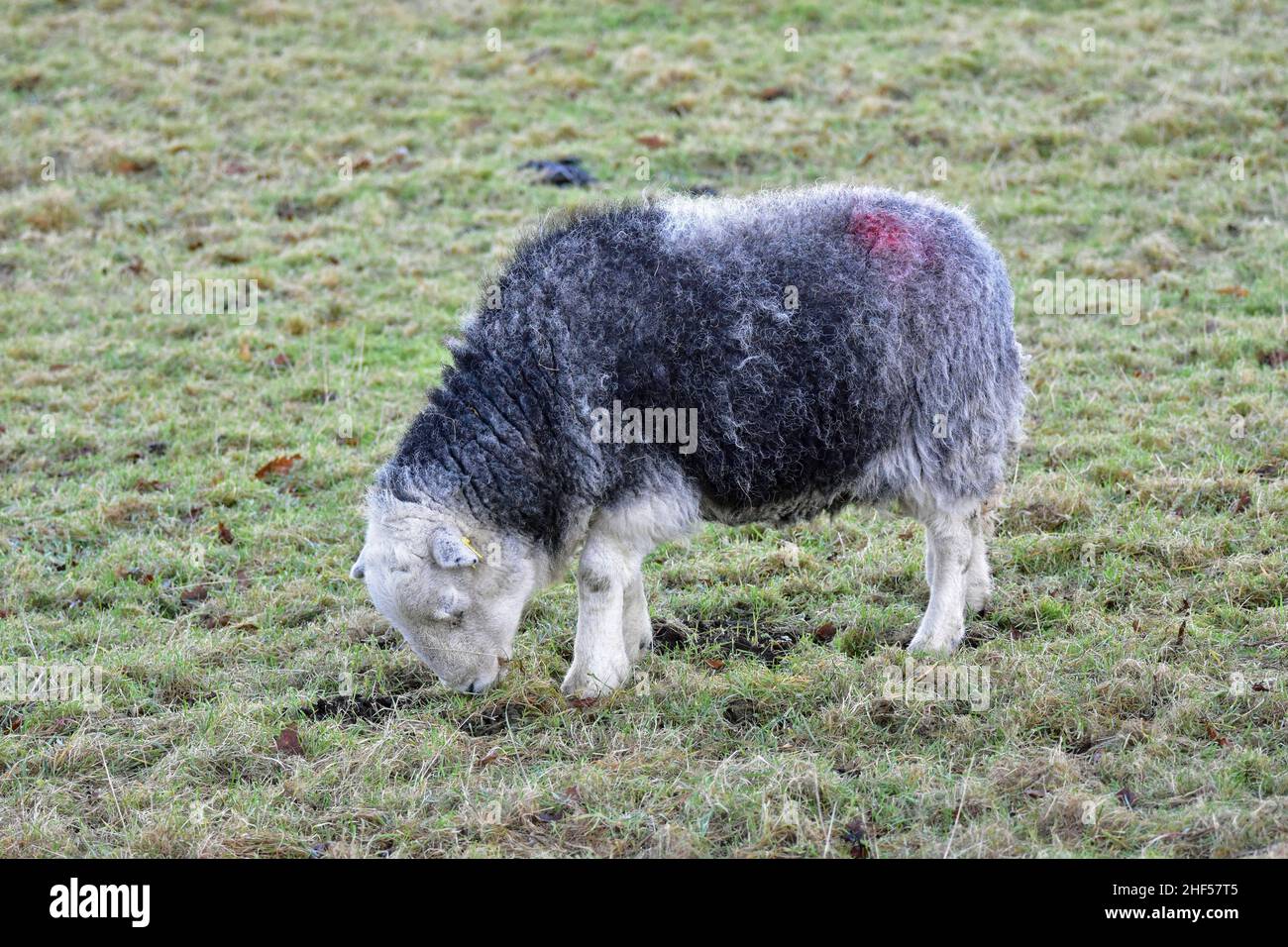 Herdwick Schafe auf Haworth Moor, im Winter, West Yorkshire Stockfoto