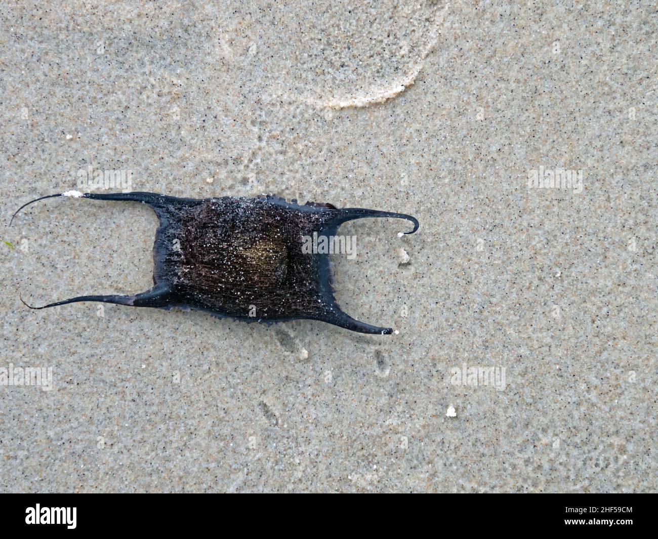 Nahaufnahme der Strahleneierkapsel am Strand der Nordsee Stockfoto