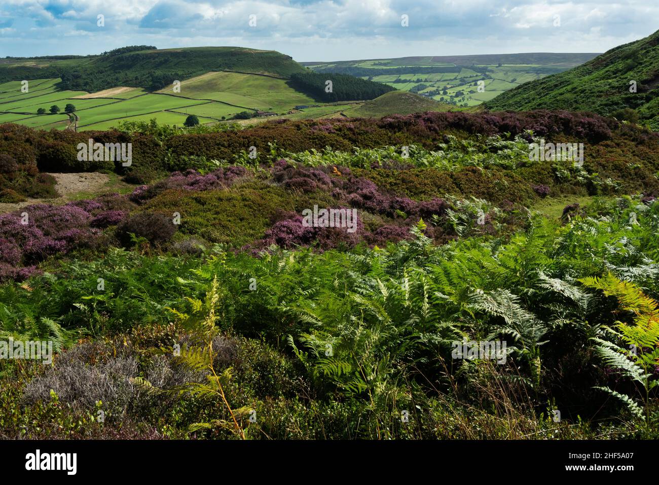 Little Fryupdale, North Yorks Moors National Park, Yorkshire Stockfoto