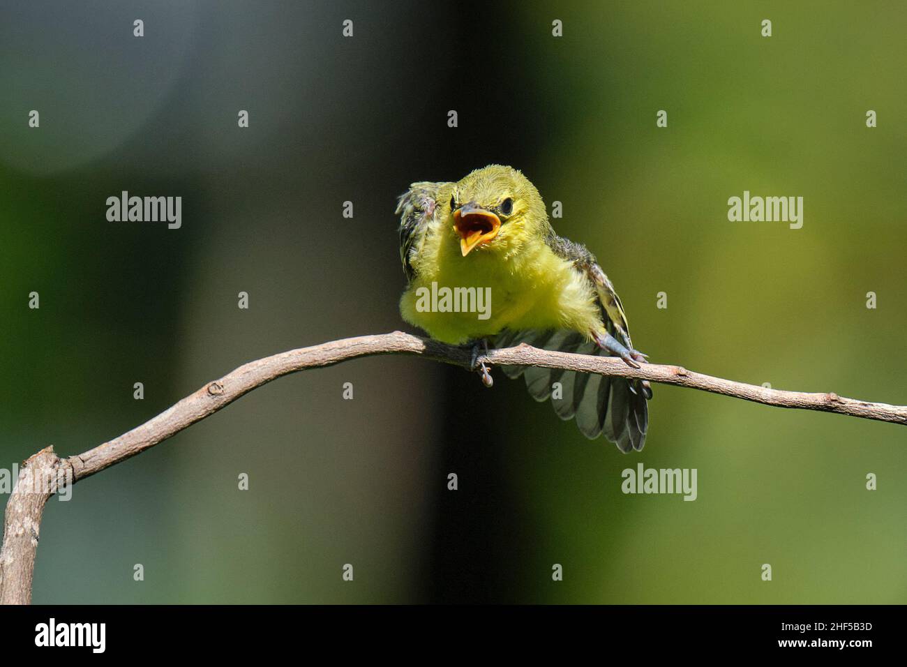 Kleiner Vogel im Park Stockfoto