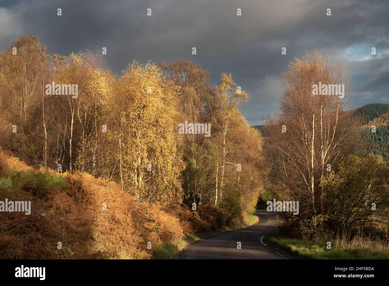 Die Straße zwischen Cannich und Beauly im Herbst, Strathglass, Inverness Shire Highlands, Schottland Stockfoto