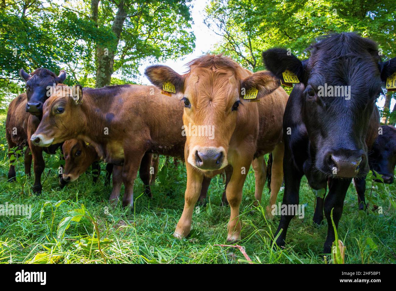 irisches Rind Stockfoto