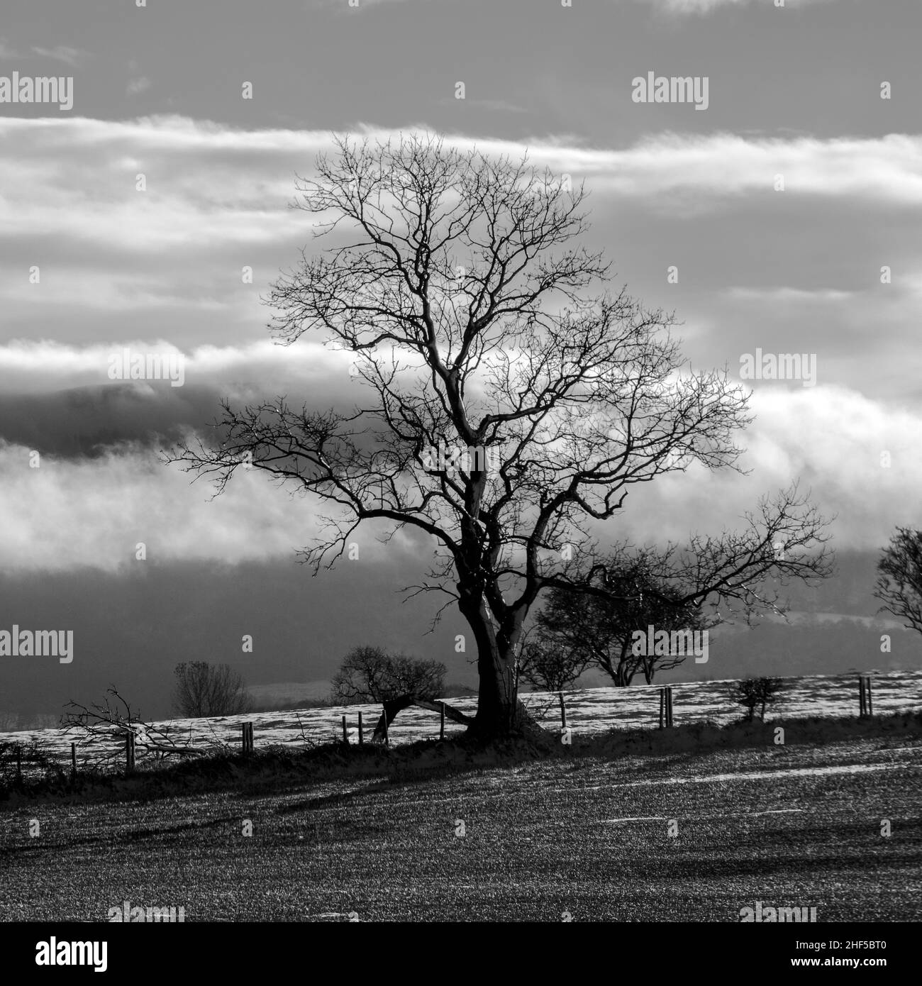 Baum im Winter Winter, North Yorkshire, England Stockfoto