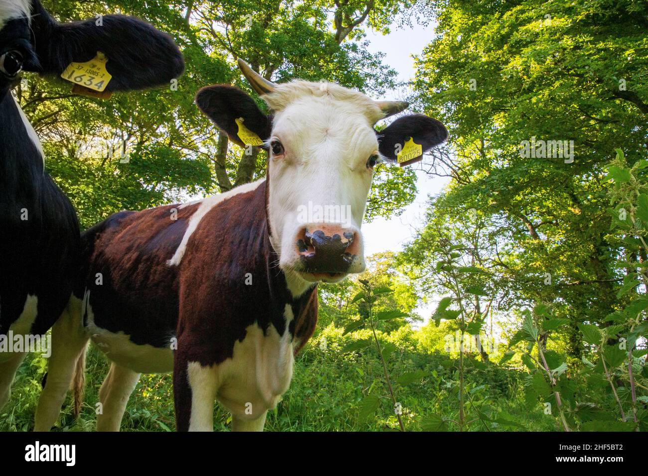 irisches Rind Stockfoto
