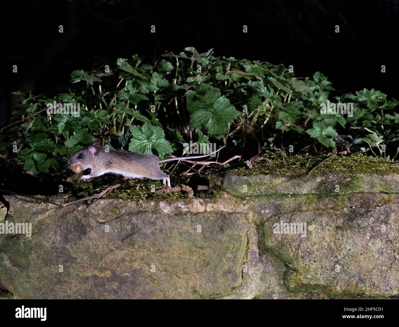 Dachs-, Fuchs-, Holzmaus, die im Garten füttert, aufgenommen mit DSLR-Kamera-Trap-Technologie Stockfoto
